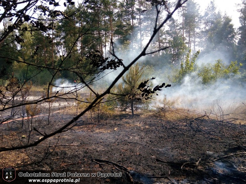 Pożar poszycia leśnego w miejscowości Gawłowie