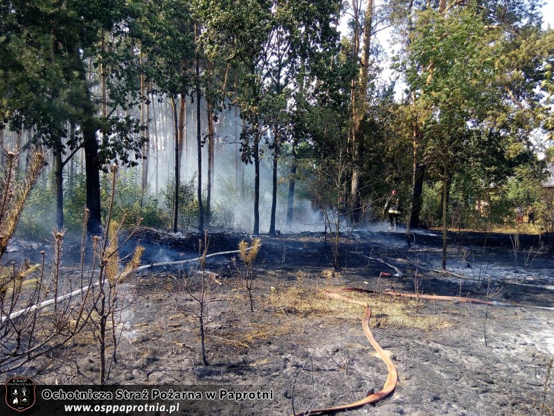 Pożar poszycia leśnego w miejscowości Gawłowie