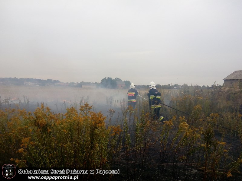 Pożar suchej trawy w Serokach
