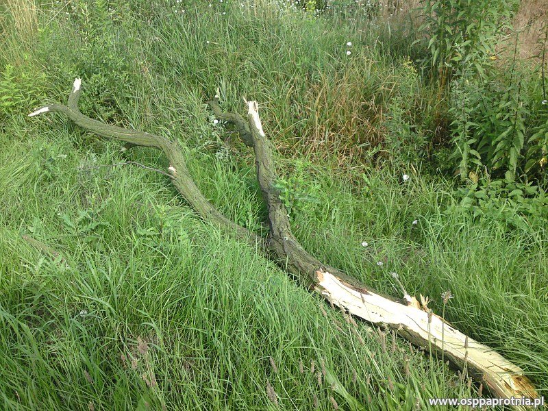 Przewrócone drzewo w Masznie